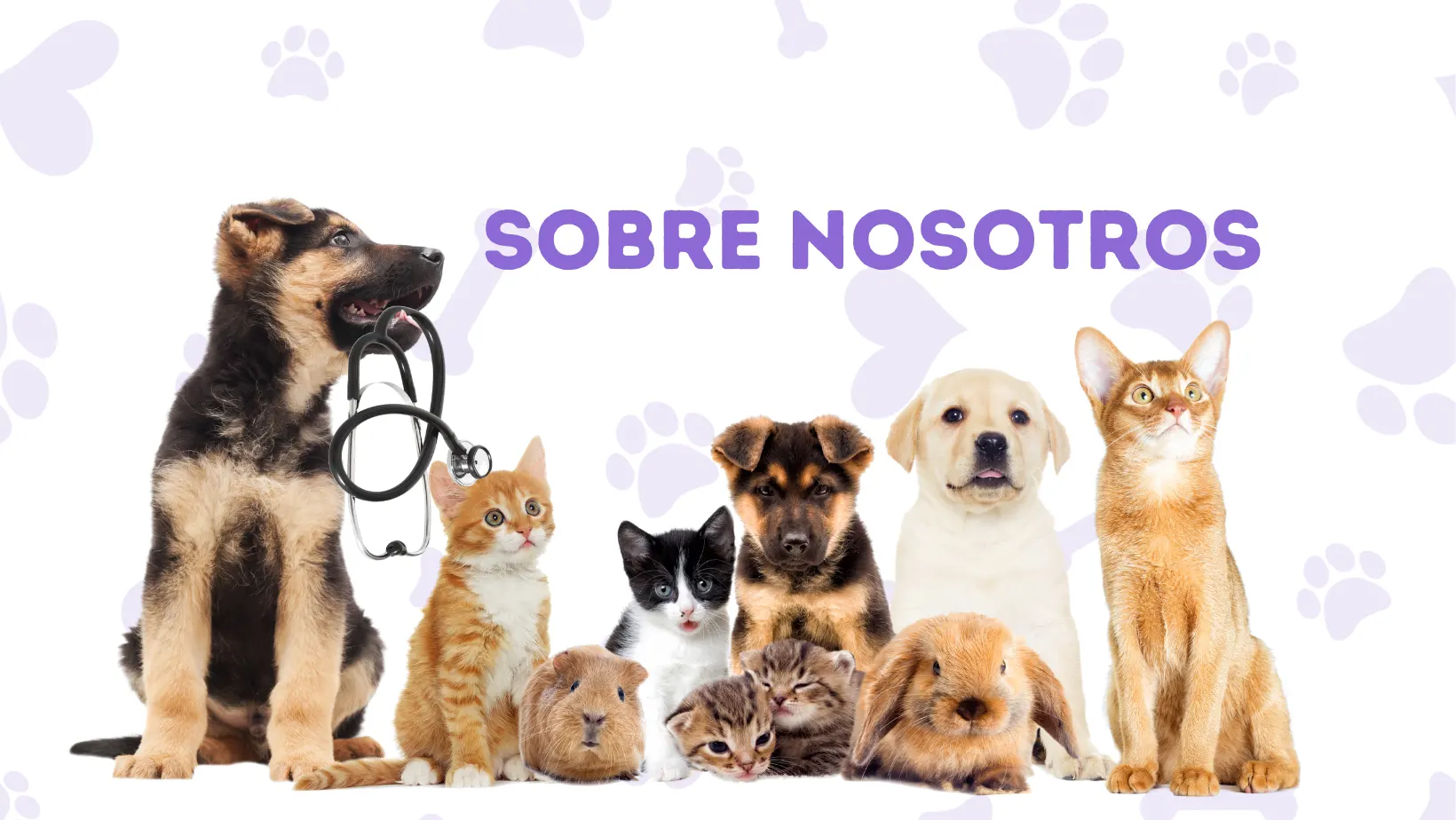 Sobre nosostros Centro Veterinario San Agustín