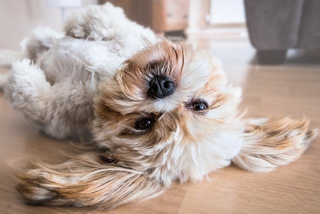 La Importancia de la Prevención en la Salud de Mascotas