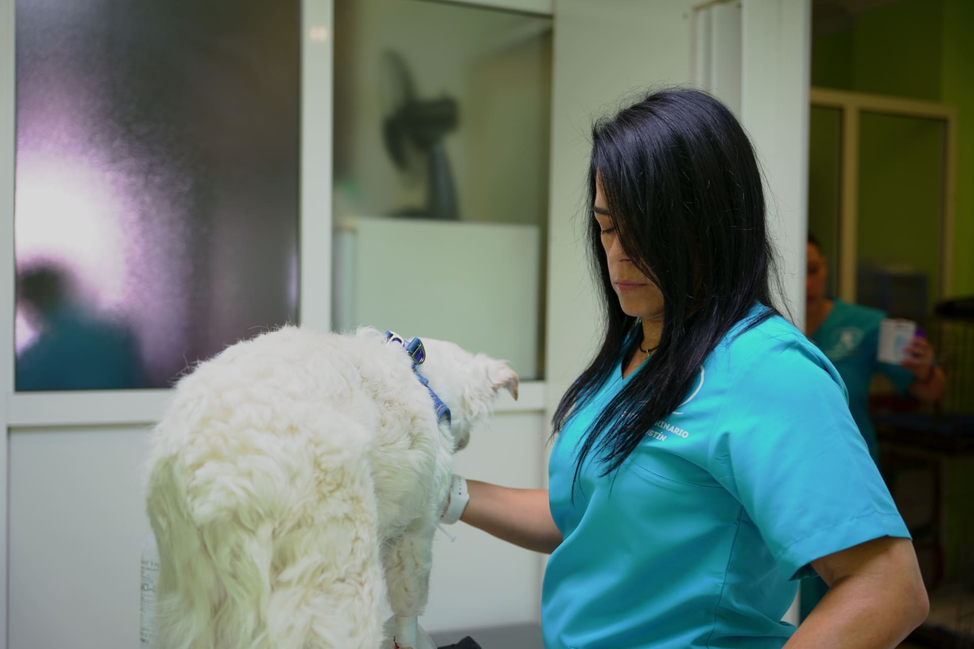 ecografia veterinaria gran canaria